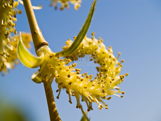 无标题蓝色花园公园植物群生长天空植物学绿色植物宏观枝条图片