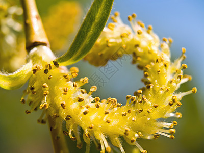 无标题植物学枝条蓝色生态种子公园植物花粉植物群天空图片