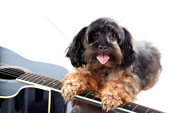小装饰狗和吉他图片