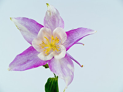 无标题宏观季节美丽花瓣花园花束紫色叶子植物植物学图片