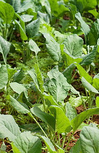 种植有机有机蔬菜家园农场收成绿色食物农业烹饪叶子图片