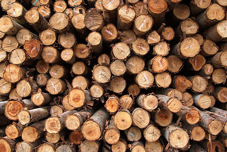 一堆木头森林松树资源戒指环境柴堆活力木材树桩树干图片