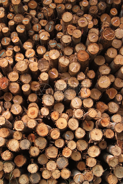 一堆木头木材圆圈柴堆树桩团体树干森林资源材料戒指图片