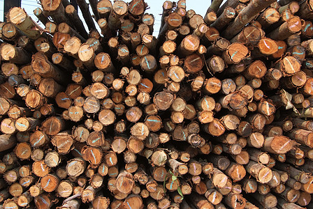 一堆木头木材森林资源戒指库存贮存树桩树干松树材料图片