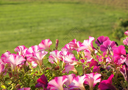 无标题紫色草地绿化花坛美化石头牵牛花抑制花园院子图片