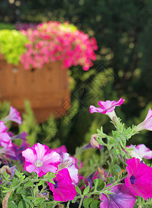 无标题牵牛花美化木头园丁园林紫色抑制院子花园石头图片