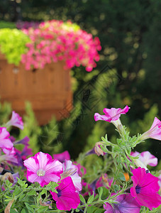 无标题花坛牵牛花石头紫色园丁院子阳台草地房子园艺图片