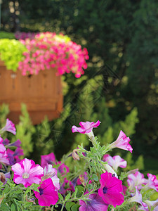 无标题木头美化绿化花园草地园艺园林阳台花坛紫色图片