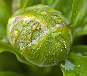 佩昂厂的水滴植物群叶子滴水植被宏观树叶飞沫绿色植物气泡液体图片