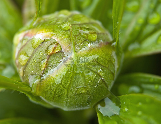 佩昂厂的水滴气泡农场牡丹宏观液体树叶植被阵雨绿色植物植物群图片