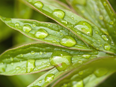 佩昂厂的水滴树叶环境植被宏观生长牡丹气泡植物群阵雨植物图片