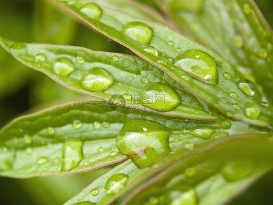 佩昂厂的水滴树叶环境植被宏观生长牡丹气泡植物群阵雨植物图片
