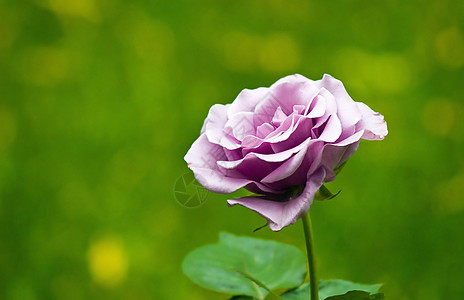 无标题紫色女孩植物学玫瑰花坛叶子展示花园季节植物图片