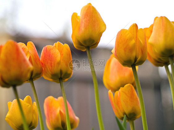 无标题黄色季节性花店郁金香花瓣花园快乐植物群红色植物图片