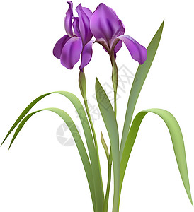 紫色伊丽丝花花头花艺植物群植物植物学设计花瓣花期蓝色花园图片