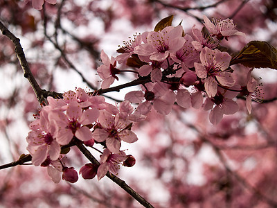无标题快乐圆圈生长环境季节背景树叶花朵公园香味图片