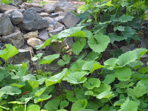 无标题杂草花朵花园花瓣石头乡村植物场地岩石森林图片