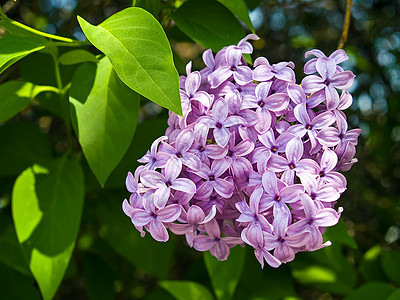 无标题花坛草地环境衬套花束植物装饰花园季节宏观图片