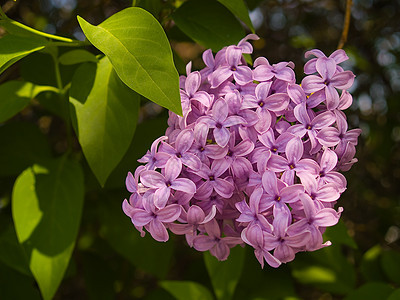 无标题叶子农村装饰风格紫色庆典植物群环境植物香味图片