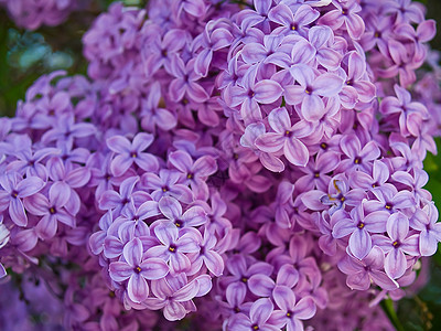 无标题庆典香味紫丁香花园植物群花坛季节叶子花束草地图片