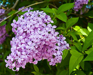 无标题宏观花束装饰庆典植物群花坛季节紫色花园风格图片