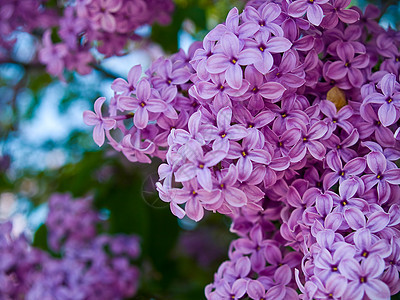 无标题花束衬套植物草地装饰环境农村庆典花园紫丁香图片