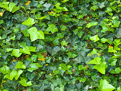 无标题植物群绿色花园生长植被地面藤蔓叶子植物图片