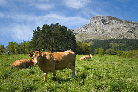 牛放牧 阿巴迪诺 比兹卡亚 巴斯克国家 西班牙图片