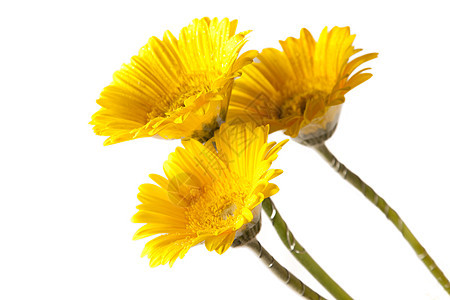 黄花和白花包红色庆典周年白色花瓣脆弱性向日葵雏菊礼物花束图片