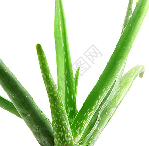 Aloe 阴阳草药芦荟药品健康植物绿色美丽影棚药物背景图片