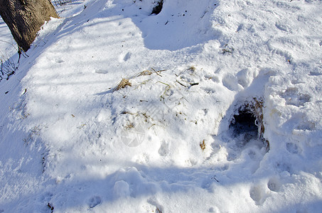 冬季森林中的狐狸巢穴图片