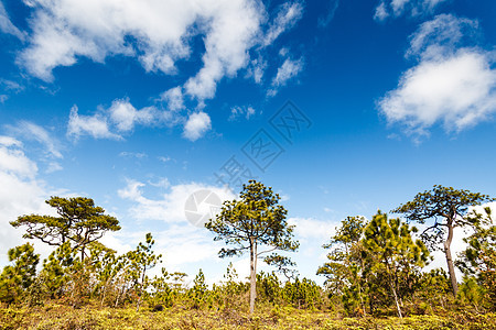 雨林中的松树森林旅行风景公园土地丘陵国家灌木丛苔原针叶林图片