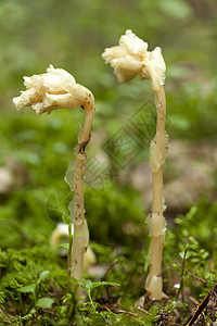 麻松叶子植物背景植物群宏观性质松树黄色森林图片