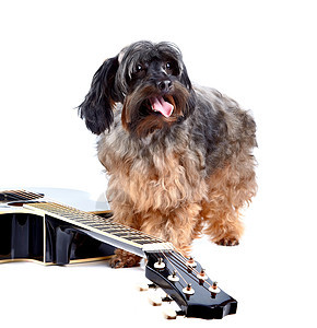 装饰性沙吉狗和吉他图片