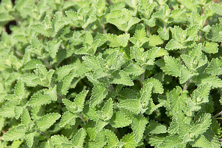 网形花朵野生动物植物学季节花园衬套园艺公园生活繁荣图片