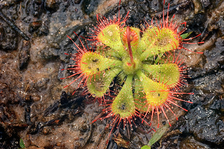 Sundew (德罗塞拉· 布尔曼尼·瓦尔)图片