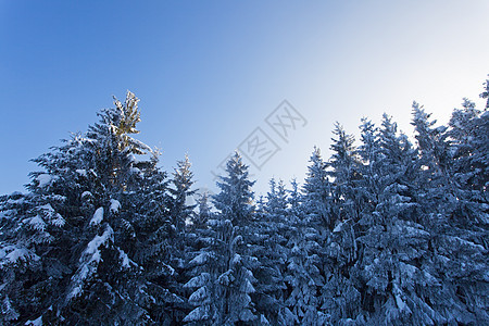 冬天的雪树覆盖着寒冬日光云杉林地森林蓝色天空冻结树木图片