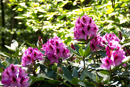 美丽的植物学衬套紫色药品玫瑰植物群味道花园树叶生活图片