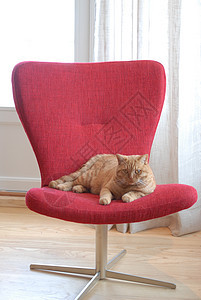 红色椅子上的猫图片