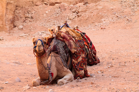骆驼坐在沙漠的荒地上单峰荒野旅游沙丘野生动物哺乳动物文化旅行运输晴天图片