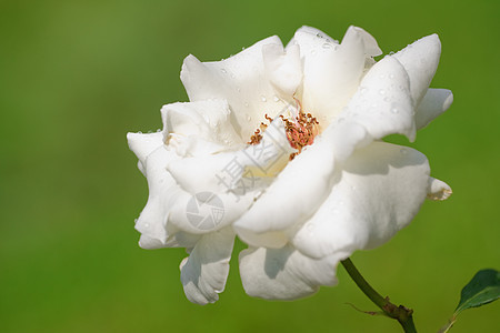 玫瑰植物群绿色白色花瓣美丽图片