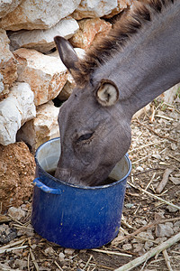 驴子农场宠物农田农业牧场哺乳动物场地晴天小马头发图片