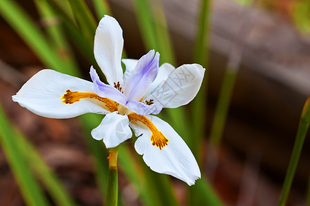 白色伊丽丝花紫色植物群蓝色花束叶子铭文花瓣花园木头鸢尾花背景图片