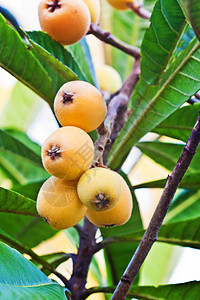 洛奎特种子维生素李子琵琶热带生产异国情调农业水果图片