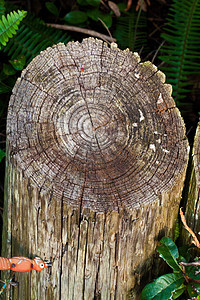 木柴木材木头时间林业数数碎片腐烂记录生长科学图片