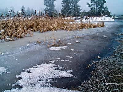 无标题降雪季节天气湿地场景芦苇香蒲树木沼泽场地图片
