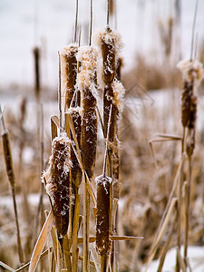 无标题降雪风暴天气草地池塘杂草寒冷树木芦苇香蒲图片