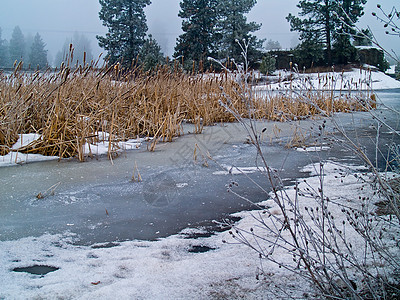 无标题森林湿地天气场地杂草池塘草地降雪场景树木图片