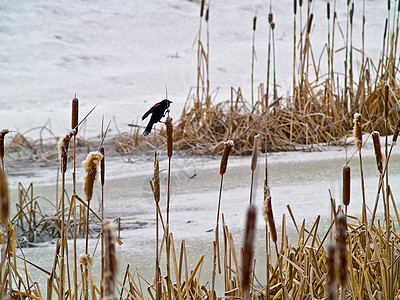 无标题场地树木黑鸟沼泽地芦苇降雪寒冷天气红翅沼泽图片