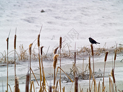无标题池塘沼泽草地湿地降雪季节场地杂草树木天气图片